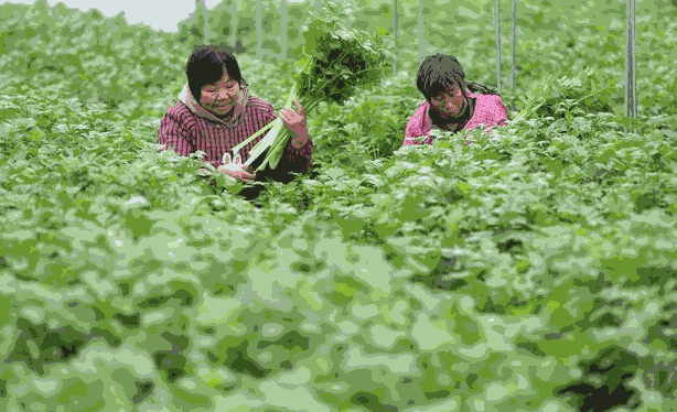 香芹的施肥技术有哪些(香芹的施肥技术与管理)